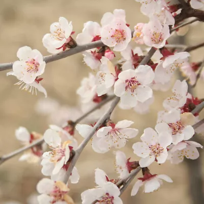 Ornamental Prunus Incisa 'Kojo-no-Mai' Fuji Cherry Tree In A 9cm Pot • £12.99