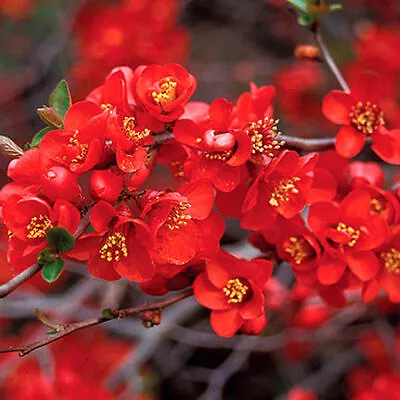 1 X Chaenomeles 'crimson & Gold' Japanese Quince Deciduous Shrub Plant In Pot • £9.99