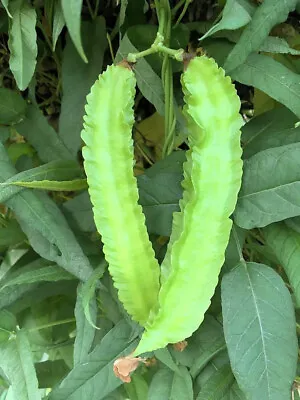 [Free Ship] WINGED BEAN SEEDS DRAGON BEAN ĐẬU RỒNG  Vietnam- 98% GERMINATION - • $2.50