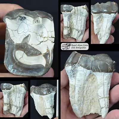 Titanothere Upper Molar Fossil Tooth Brontothere South Dakota Badlands T783 • $249.95
