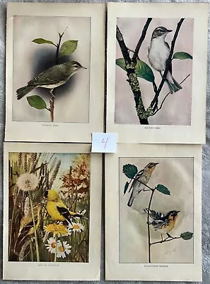 #4 -Vintage Lot 4 Bird Prints From 1904 Bird Neighbors Book Henry Casey Denslow • $10
