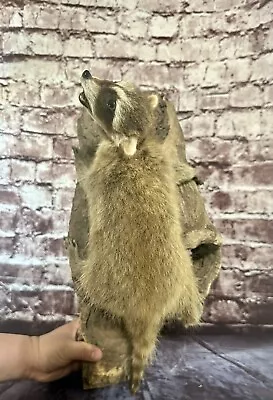 Young Baby Taxidermy Raccoon Climbing Wall Mount Soft Fur Adorable Wildlife Art • $200