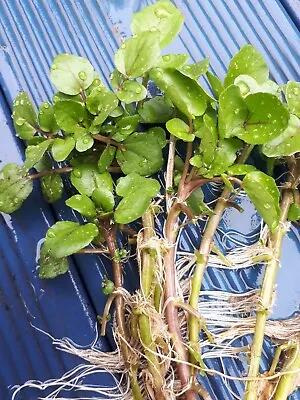 6 X Stems Water Cress Nasturtium Officinale Pond Marginal Bog Plant Watercress • £8.95