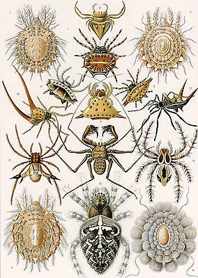 Art Forms In Nature: Ernst Haeckel: Arachnida - Fine Art Print • $13.99