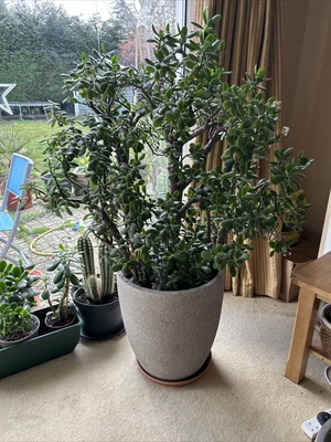 £375 • Buy Very Large Crassula Ovata Ovata Jade Money Plant