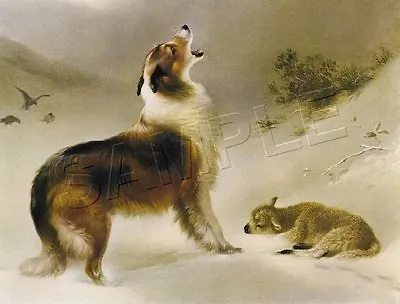 COLLIE Sheltie Dog FOUND Lamb SHEPHERD'S CALL Giclee Art Print - LARGE 19  X 13  • $49.80