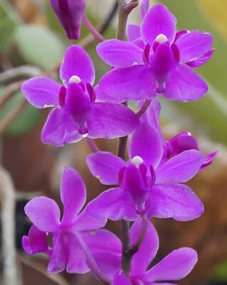 $45 • Buy Orchid Phalaenopsis Buyssoniana Species