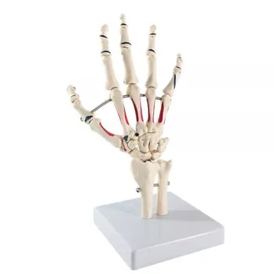 Human Hand Joint Painted Muscle Model Anatomical Skeleton Medical Learning Tool • $43.79