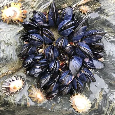 30x Live Fresh Premium Rope Mussels Marine Fish Food Lobster Crab Puffer Mantis • £14.99