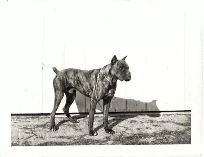 Vintage 1952 Photo Of A BOXER DOG Breed With Brindle Coat In Nice Stance • $9.90