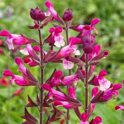 3x Salvia Pink Mulberry Plug Plants Aromatic Sage Perennial Deep Pink Flowers • £9.95