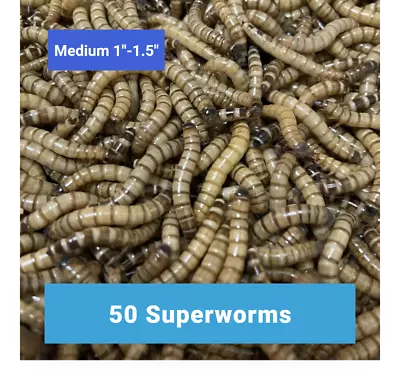 50 Medium SUPERWORMS 1 -1.5    -   Free Shipping Live Arrival Guarantee   • $10.99