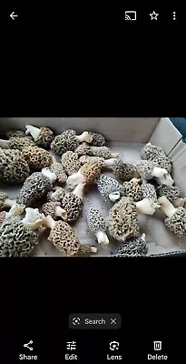 2 Lbs Fresh Picked Morel Mushrooms Preorder Shipped Overnight Vegan Vegetarian • $179