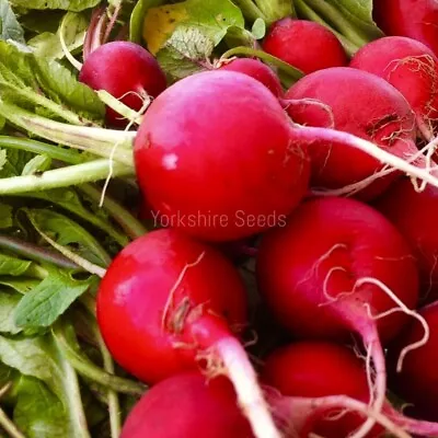 Vegetable Radish Crimson Giant 1300x Seeds • £1.99