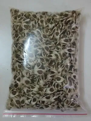 FarmCrane Moringa Oleifera Seeds Health Care Herb Premier Quality 3.00 Kg  • $150
