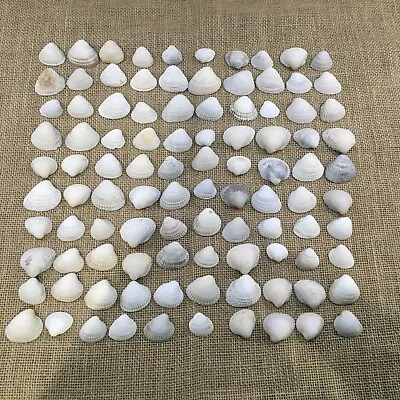 100 Cockle Shells. Genuine Sea Shells From A North Cornwall Beach. Mixed Sizes. • £9.99