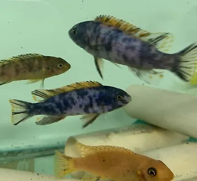 X6 Labeotropheus Trewavasea Thumbi Malawi Cichlids Tropical Fish 4-5cm Mbuna • £35