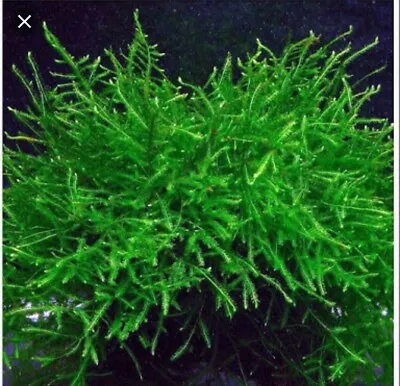 $6.95 • Buy Java Moss Live Aquarium Plants For Fish Tank/ Pond/shrimp Tank/aquarium
