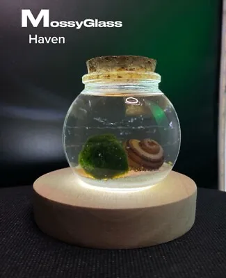 Micro Aquarium With Live Marimo Moss Ball Pet With LED Base • $24.99