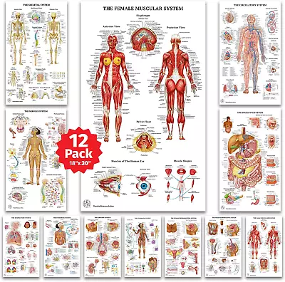 12 Human Anatomy Posters Medical Posters Circulatory Skeletal Male Female  • $35.99