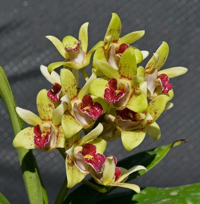 $7 • Buy Orchid -Dendrobium Brimbank Sunset 'Green Delight' X Speciosum 'Windermere' HCC/