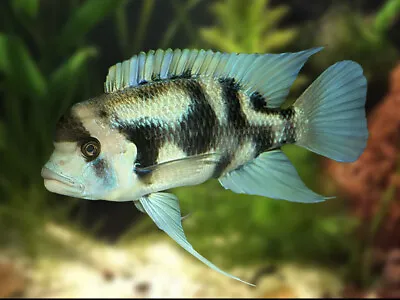 Black Widow Frontosa Tanganyika Cichlid Cyphotililapia Frontosa 4cm • £40