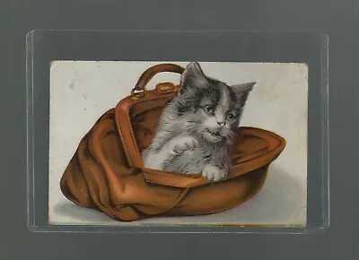 Postcard Kitten In A Purse Springville Pennsylvania To New Milford 1909 • $13.50