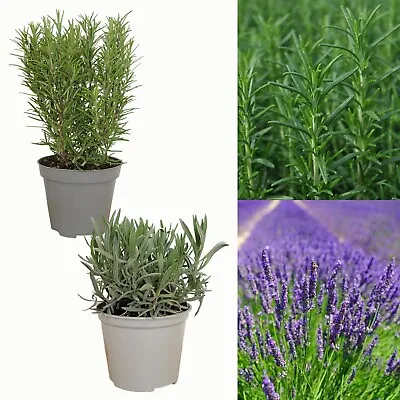 £15.99 • Buy Large Lavender And Rosemary Herb Plants  - In 1.5 Litre Pots - Ready To Plant