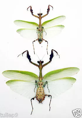 Mantidae - Ephippiomantis Ophirensis (Pair) - Tapah Hills Malaysia (EO01) • $35.98