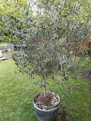 Olive Tree In Pot -  Over 6ft Or 1.8mtrs Including Pot • £80