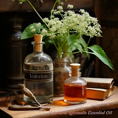 Valerian Root Essential Oil Valeriana Officinalis. 100% Pure And Natural. • $89.99