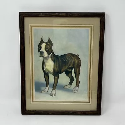Vintage Antique Lithograph Boston Terrier Dog Framed Print Picture • $69.99
