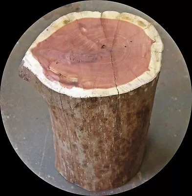 Red Cedar Stump Side End Table Lodge 19  X 11  By 9  Wood Accent Garden House • $125