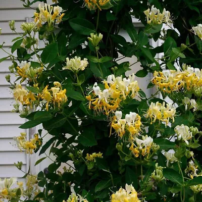 20 Japanese Honey Suckle Seeds Lonicera Japonica  USA Seller • $3.75