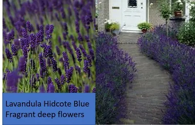 £10 • Buy 3x Lavandula Hidcote Blue Flowers Fragrant English Lavender Shrubs Hedge Plants