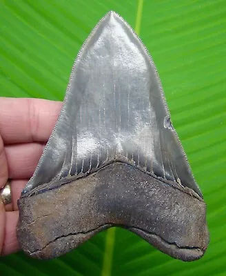 MEGALODON SHARK TOOTH -  5  In. - W/ DISPLAY STAND -  100% NATURAL -  MEGLADONE • $435