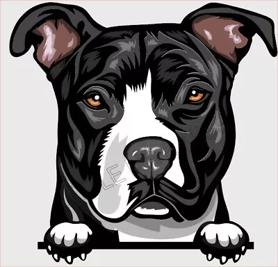 AMSTAFF AMERICAN STAFFORDSHIRE Dog Color Window Vinyl Window Wall Sticker 100mm • $9.99