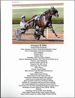 Harness Racing Champion Standardbred Pacr ALWAYS B MIKI Horse Picture Biography  • $6.65