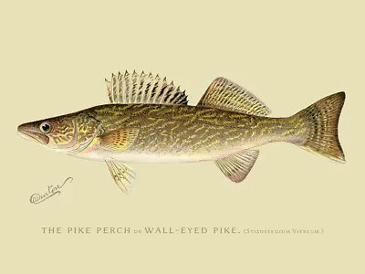 Vintage Wall-Eyed Pike Drawing Reproduction Steel Sign Fishing Decor • $19.99
