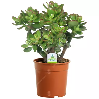 £12.99 • Buy Crassula Ovata - 1 Plant - House / Office Live Indoor Pot Money Penny Tree