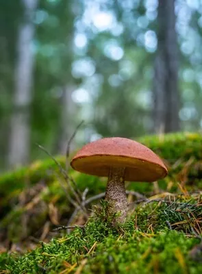 Mushrooms *2x3 Fridge Magnet* Fungus Portobella Spores Morels Truffles Forest • $8.95