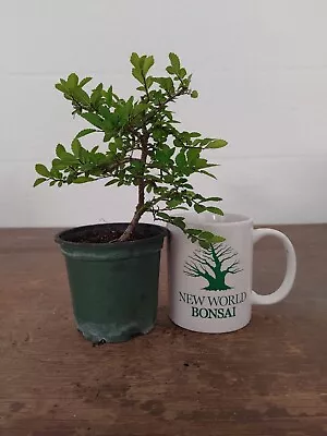 Bonsai Tree Chinese Elm Prebonsai Nice Branching No Reserve Auction • $1