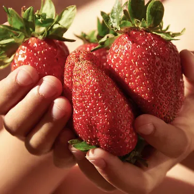 £18.99 • Buy Pack Of 12  Giant Strawberry 'Sweet Colossus' Plants Grow Your Own