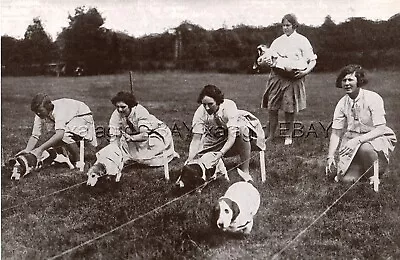 DOG Basset Hound Coursing Race Training Miss Forbes Vintage Print 1930s • £28.91