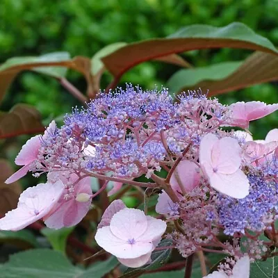 Hydrangea 'Hot Chocolate'. 9cm Plant X 2. Summer Purple Blue Flowering Shrub • £24.95