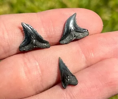 Fossil Snaggletooth Sharks Teeth LOT Hemipristis Megalodon Age Calvert Cliffs • $9.99