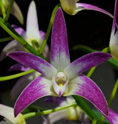 $10 • Buy Orchid -Dendrobium Special Surprise 'Leanne' X Speciosum 'Chloe'