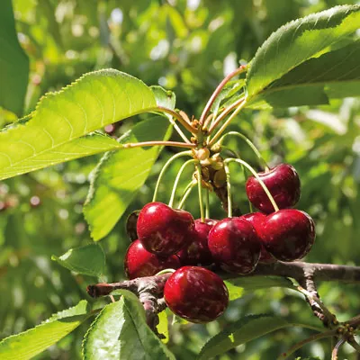T&M Mini Fruit Tree Patio Potted Garden Plants Apple Pear Plum Cherry 9cm Pots • £13.99