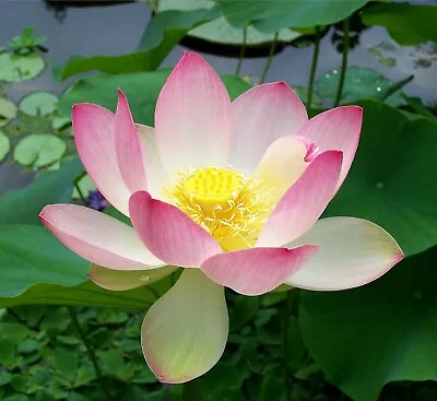 Sacred Lotus  Nelumbo Nucifera - Aquatic Plant - 5 High Quality Flower Seeds • £2.49