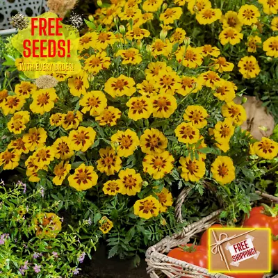 Fresh Dainty Marietta French Marigold Seeds | Heirloom Non-GMO | Flower Seeds • $2.84